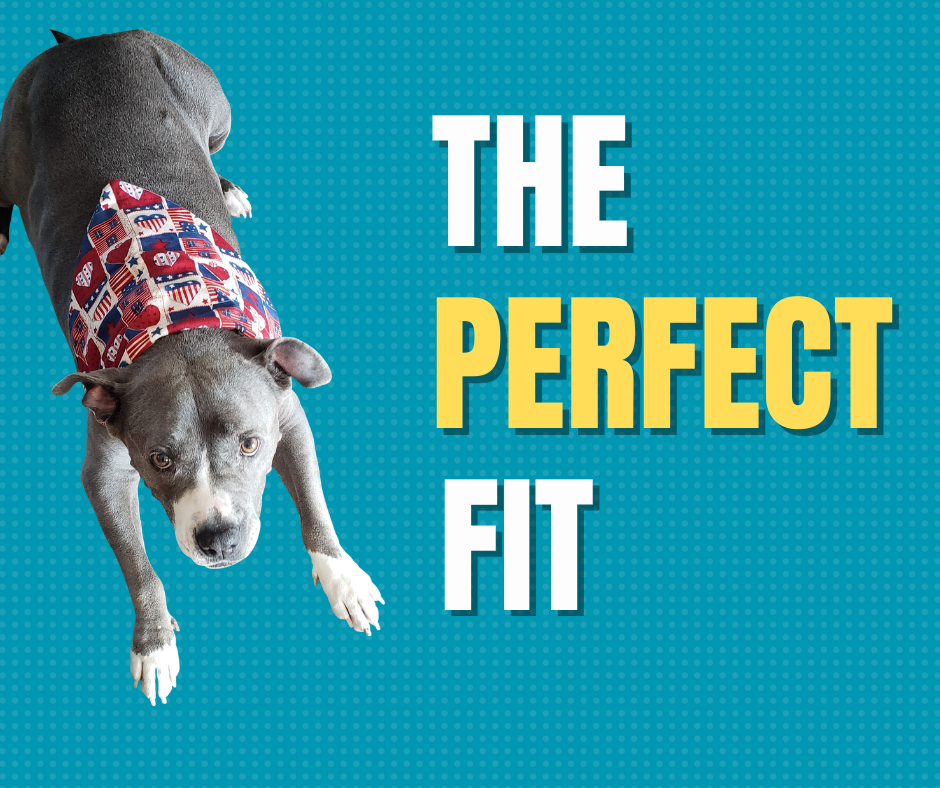 Finding the Perfect Fit: Bandanas for Your Pets