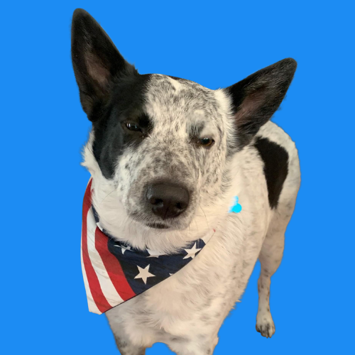 American Flag Bandana